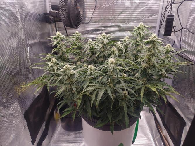 DWC Fast Buds Banana Purple Punch Auto. Week 10 - 11.3.2026
