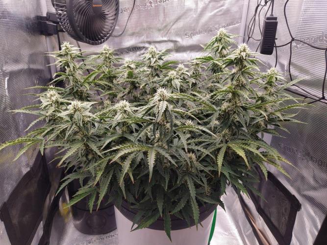 DWC Fast Buds Banana Purple Punch Auto. Week 11 - 12.3.20267