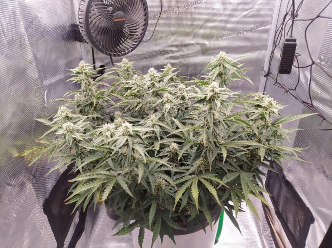 DWC Fast Buds Banana Purple Punch Auto. Week 11 - 13.3.20267