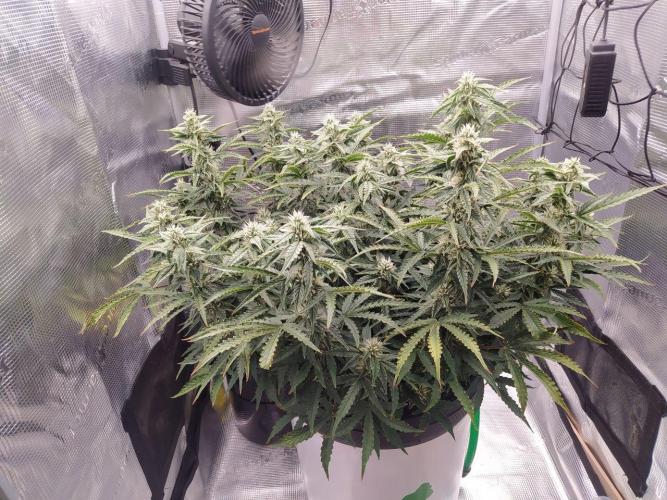 DWC Fast Buds Banana Purple Punch Auto. Week 11 - 14.3.20267