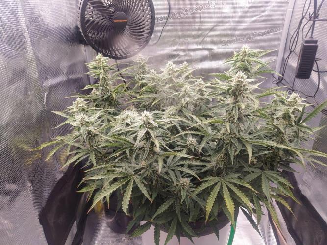 DWC Fast Buds Banana Purple Punch Auto. Week 11 - 15.3.20267
