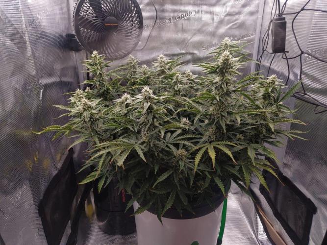 DWC Fast Buds Banana Purple Punch Auto. Week 11 - 16.3.20267