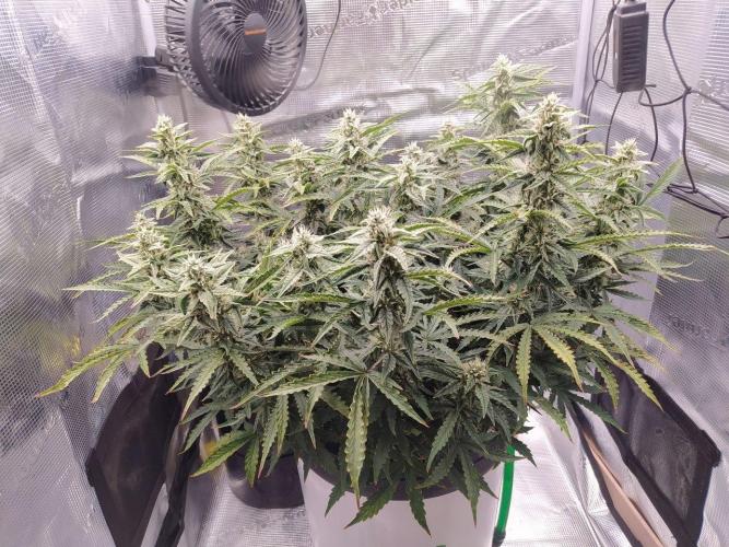 DWC Fast Buds Banana Purple Punch Auto. Week 11 - 17.3.20267