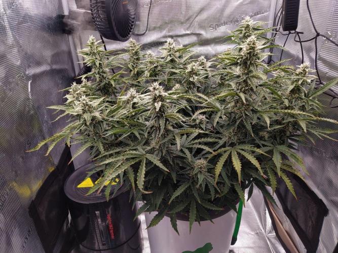 DWC Fast Buds Banana Purple Punch Auto. Week 11 - 18.3.20267