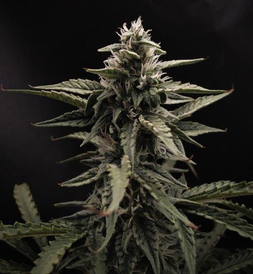 DWC Fast Buds Banana Purple Punch Auto. Week 11 - 18.3.20267