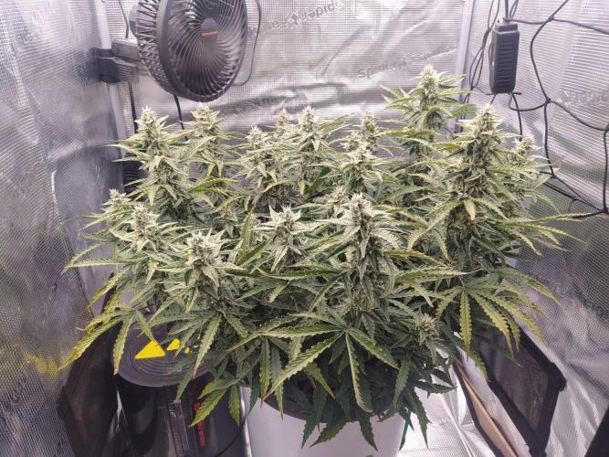 DWC Fast Buds Banana Purple Punch Auto. Week 12 - 19.3.2026
