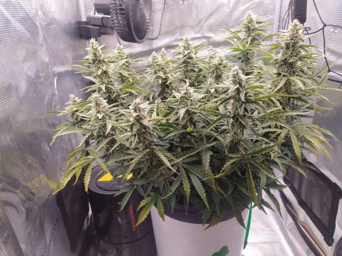 DWC Fast Buds Banana Purple Punch Auto. Week 12 - 20.3.2026