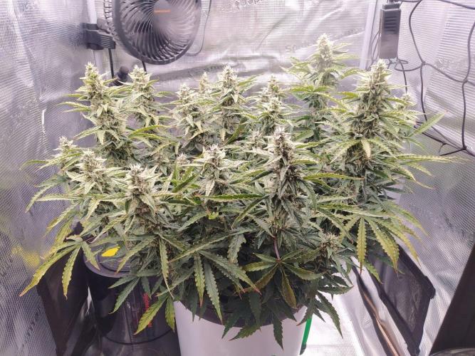 DWC Fast Buds Banana Purple Punch Auto. Week 12 - 21.3.2026