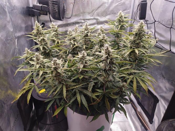 DWC Fast Buds Banana Purple Punch Auto. Week 12 - 22.3.2026