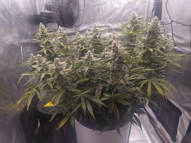 DWC Fast Buds Banana Purple Punch Auto. Week 12 - 23.3.2026