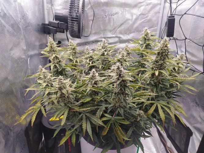 DWC Fast Buds Banana Purple Punch Auto. Week 12 - 24.3.2026