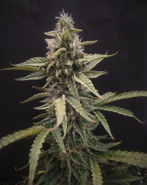 DWC Fast Buds Banana Purple Punch Auto. Week 12 - 25.3.2026