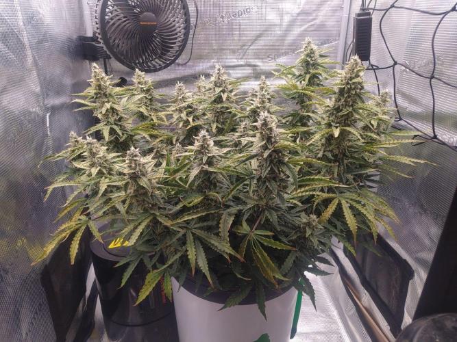 DWC Fast Buds Banana Purple Punch Auto. Week 12 - 25.3.2026
