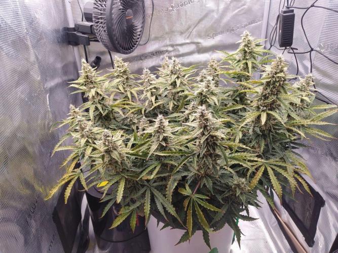 DWC Fast Buds Banana Purple Punch Auto. Week 13 - 26.3.2026