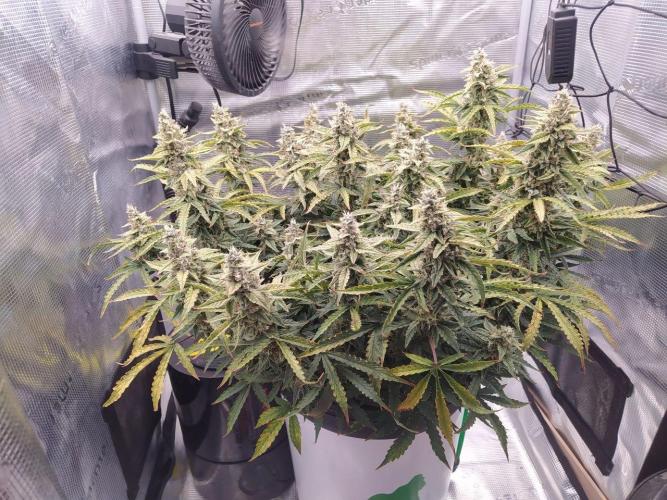 DWC Fast Buds Banana Purple Punch Auto. Week 13 - 27.3.2026