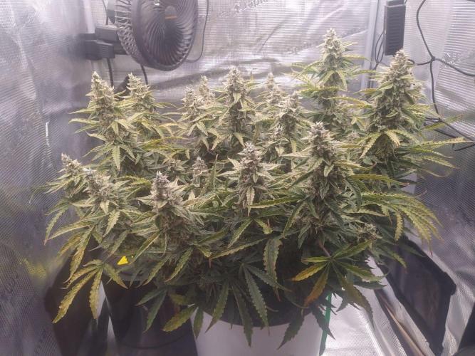 DWC Fast Buds Banana Purple Punch Auto. Week 13 - 28.3.2026