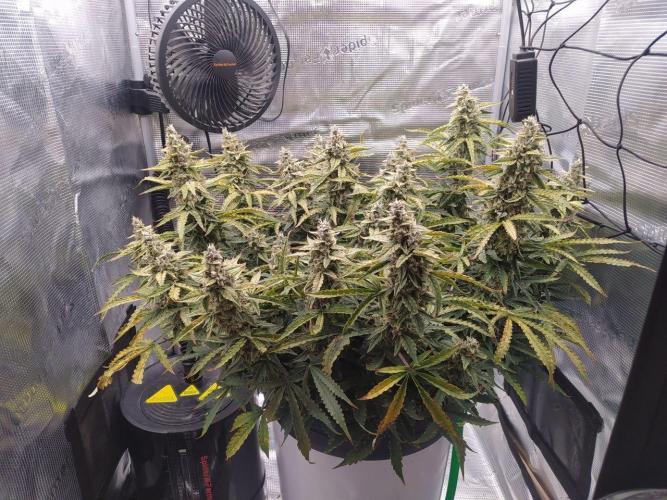 DWC Fast Buds Banana Purple Punch Auto. Week 13 - 29.3.2026