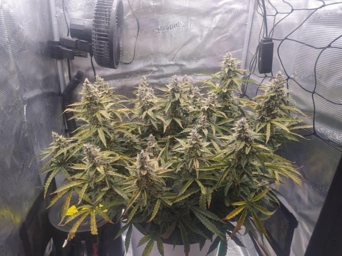 DWC Fast Buds Banana Purple Punch Auto. Week 13 - 30.3.2026