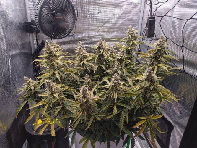 DWC Fast Buds Banana Purple Punch Auto. Week 13 - 31.3.2026