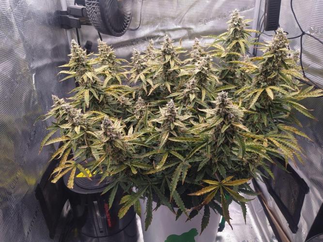 DWC Fast Buds Banana Purple Punch Auto. Week 13 - 1.4.2026