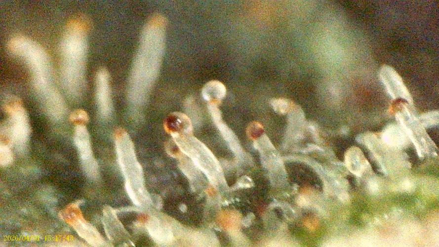 DWC Fast Buds Banana Purple Punch Auto. Week 13 - 1.4.2026