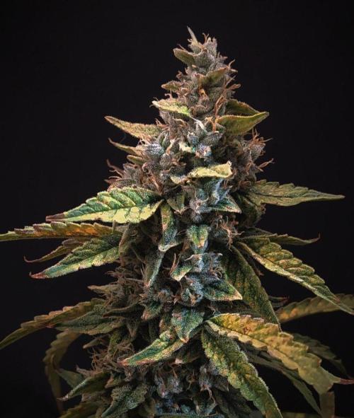 DWC Fast Buds Banana Purple Punch Auto. Week 13 - 1.4.2026
