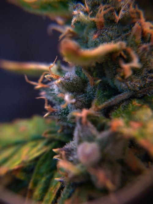DWC Fast Buds Banana Purple Punch Auto. Week 13 - 1.4.2026