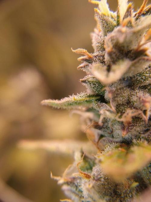DWC Fast Buds Banana Purple Punch Auto. Week 13 - 1.4.2026