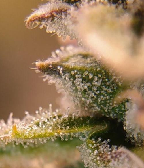 DWC Fast Buds Banana Purple Punch Auto. Week 13 - 1.4.2026
