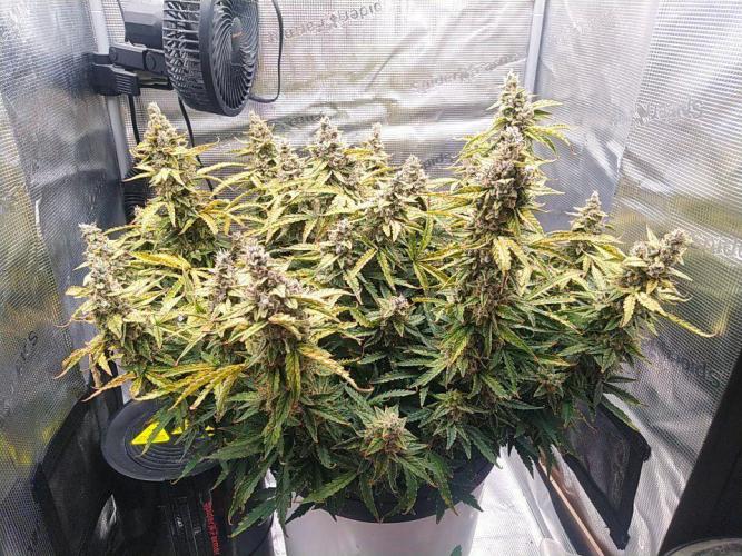DWC Fast Buds Banana Purple Punch Auto. Week 14