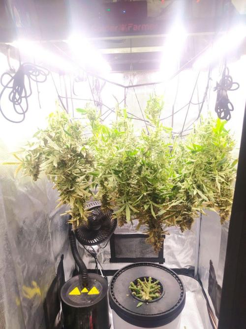 DWC Fast Buds Banana Purple Punch Auto. Week 14
