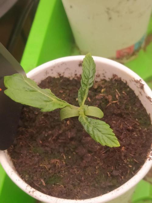 💩 pheno hunt. Week 2