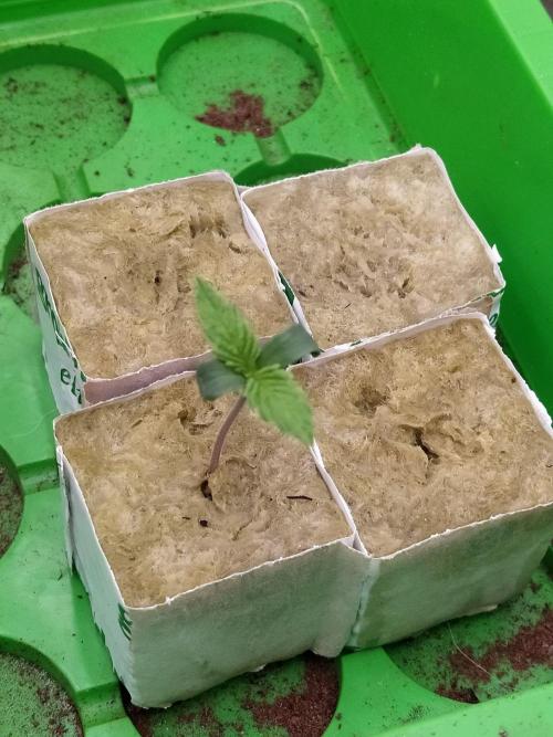 💩 pheno hunt. Week 2