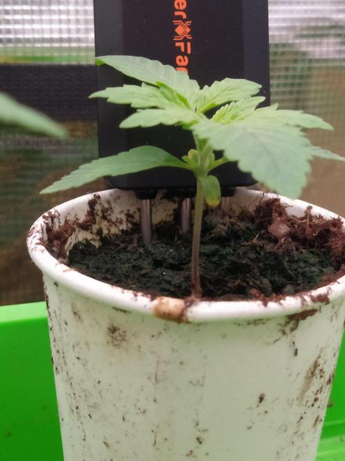 💩 pheno hunt. Week 2