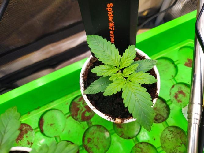 💩 pheno hunt. Week 2