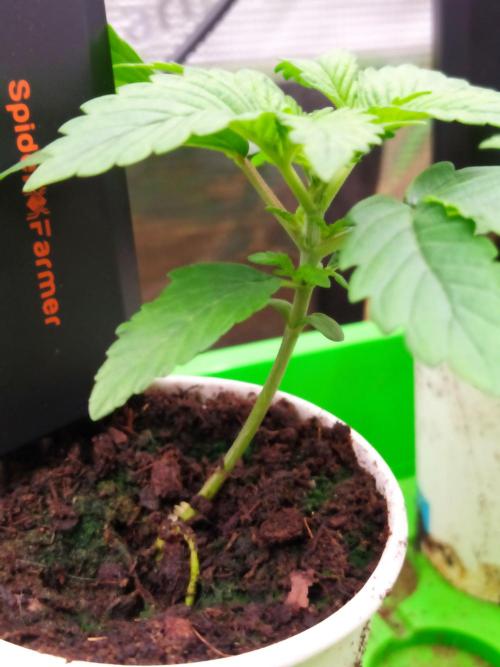 💩 pheno hunt. Week 2