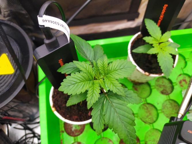 💩 pheno hunt. Week 2
