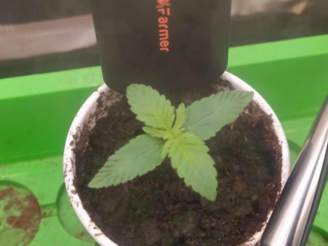 💩 pheno hunt. Week 2