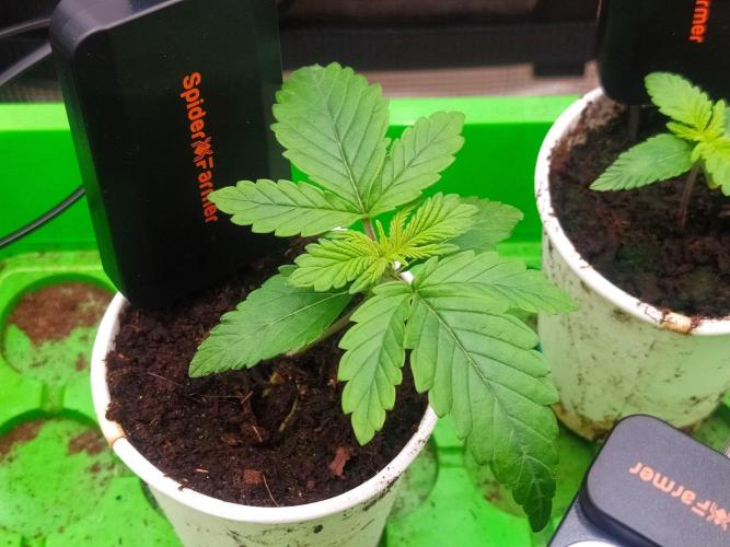 💩 pheno hunt. Week 2