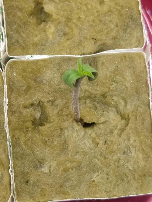 💩 pheno hunt. Week 2