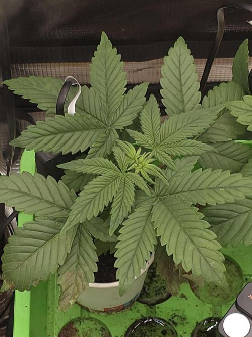 💩 pheno hunt. Week 3