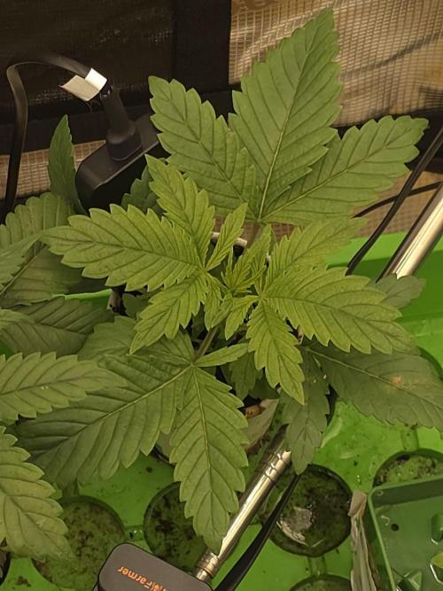 💩 pheno hunt. Week 3