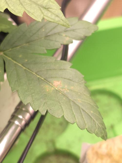 💩 pheno hunt. Week 3