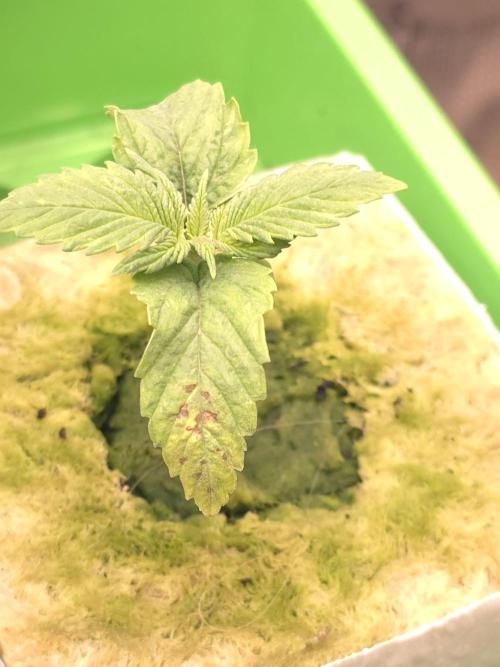 💩 pheno hunt. Week 3