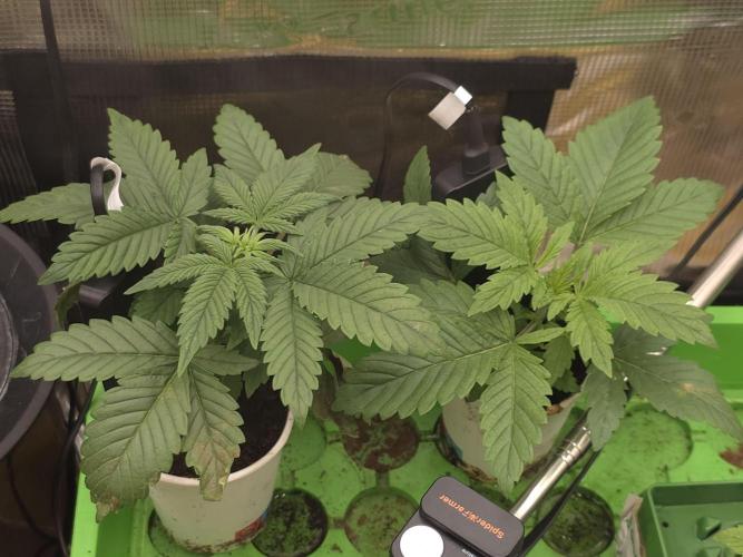 💩 pheno hunt. Week 3