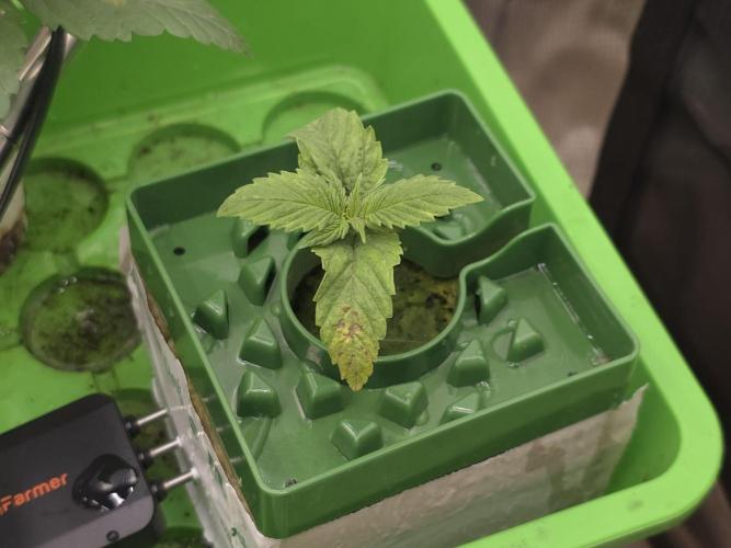 💩 pheno hunt. Week 3