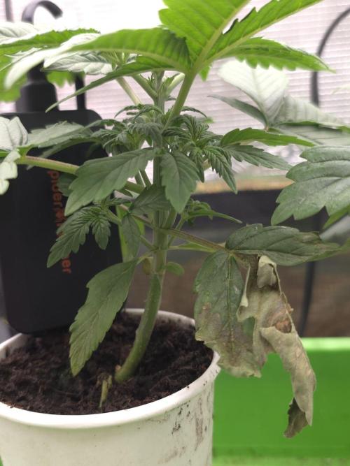 💩 pheno hunt. Week 3