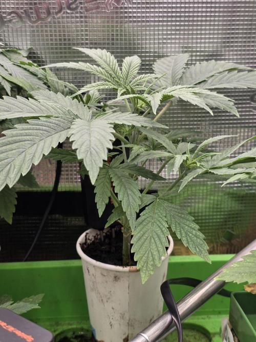 💩 pheno hunt. Week 4