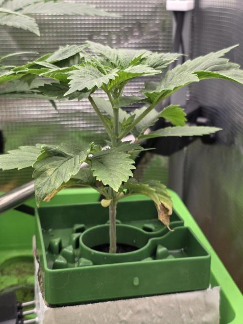 💩 pheno hunt. Week 4