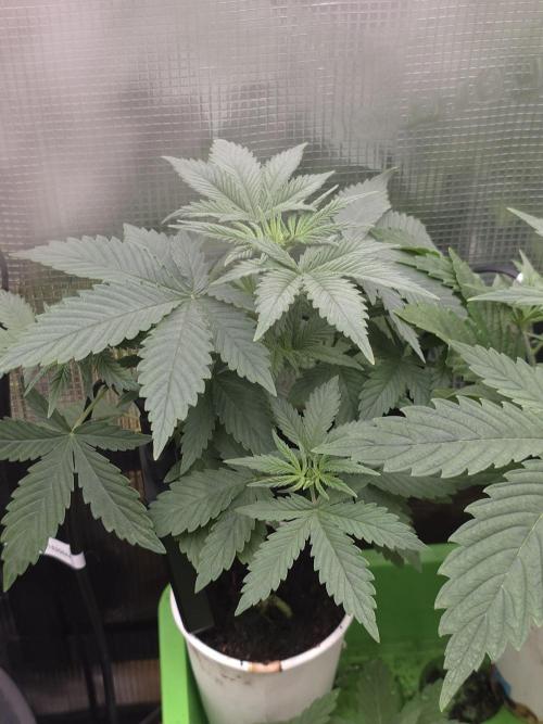 💩 pheno hunt. Week 4